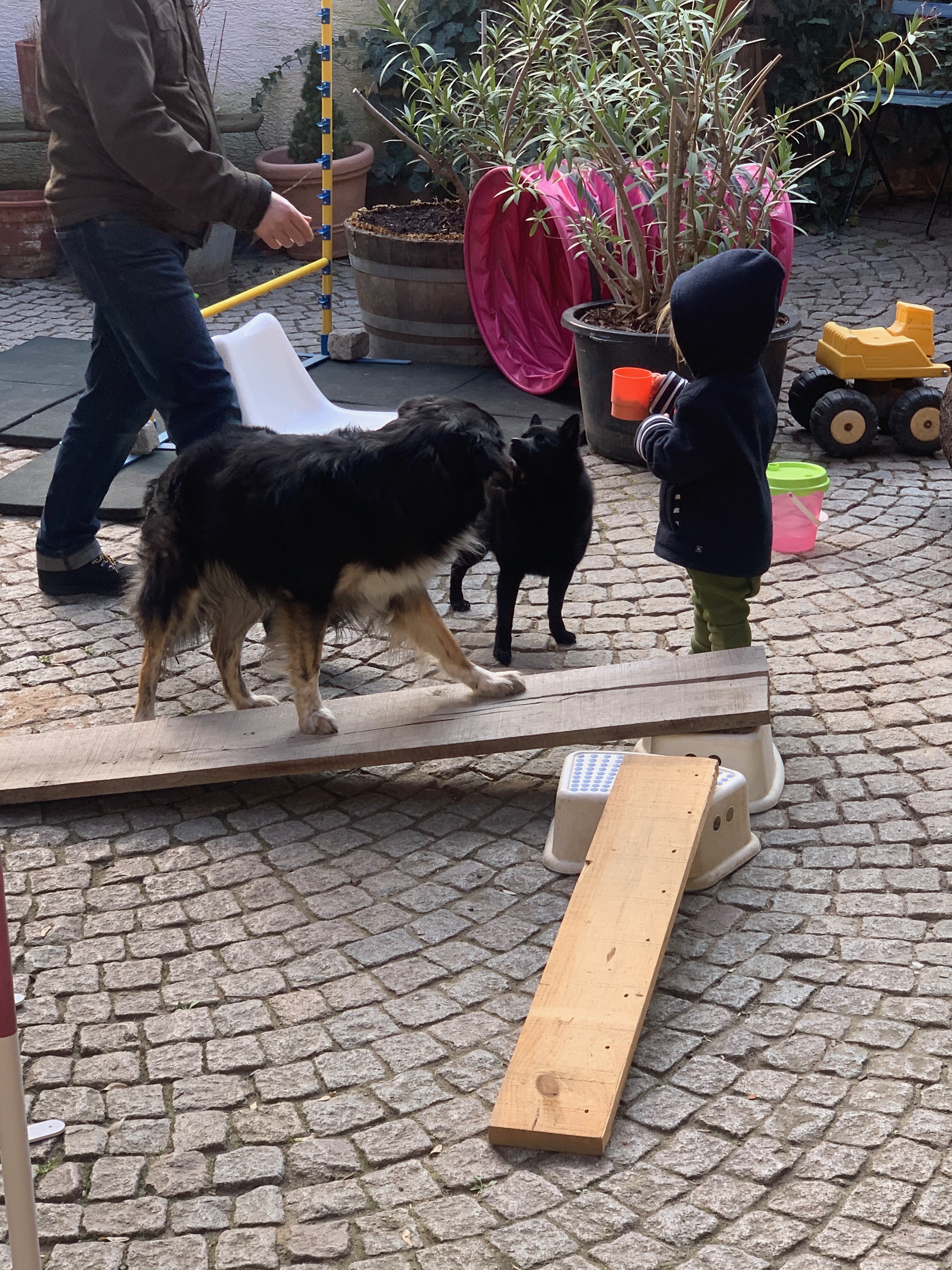 Hund auf selbstgebautem Parcours, Kind schaut zu